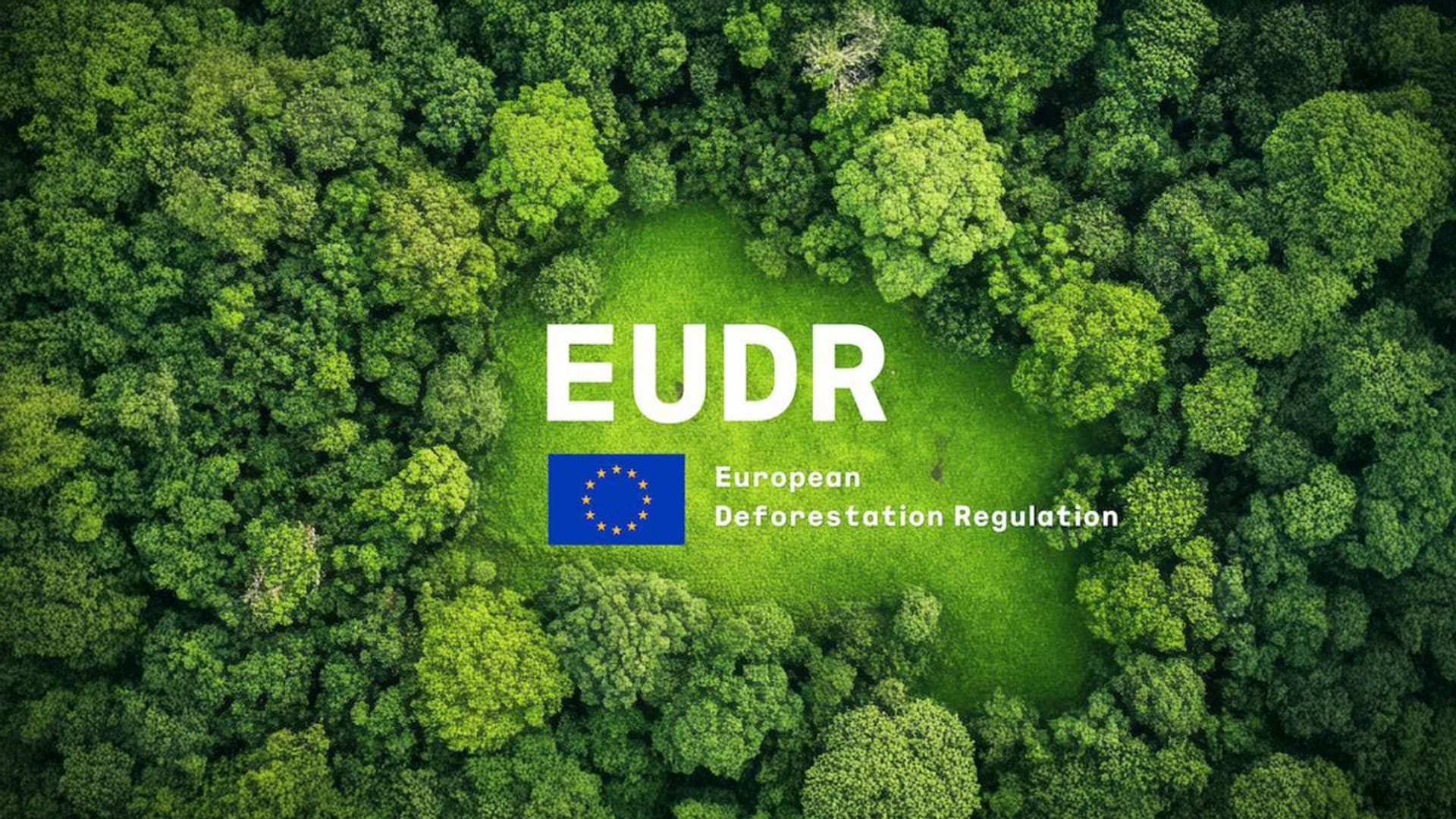 Canopée forestière illustrant le règlement européen sur la déforestation (EUDR)