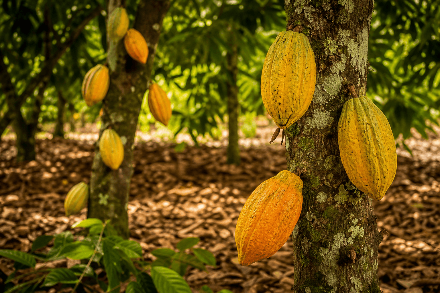 Cabosses de cacao sur un cacaoyer en Afrique centrale